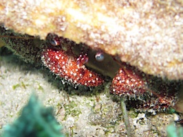 IMG 8964 White Speckled Hermet Crab